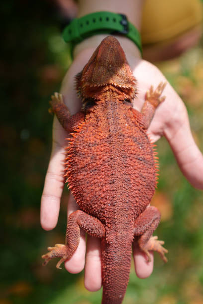 istock Close-up of a hand holding a bearded dragon 2025147172