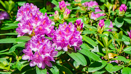 Blooming rhododendron photo. Azalea. Sunny day in the park with greenery. Spring/Summer scene. 8 march. Women's Day. Greetings. Ideal for celebrating women amidst nature's beauty. march 8th.