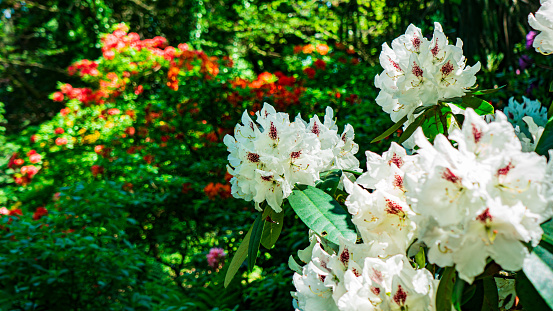 Blooming rhododendron photo. Azalea. Sunny day in the park with greenery. Spring/Summer scene. 8 march. Women's Day. Greetings. Ideal for celebrating women amidst nature's beauty
