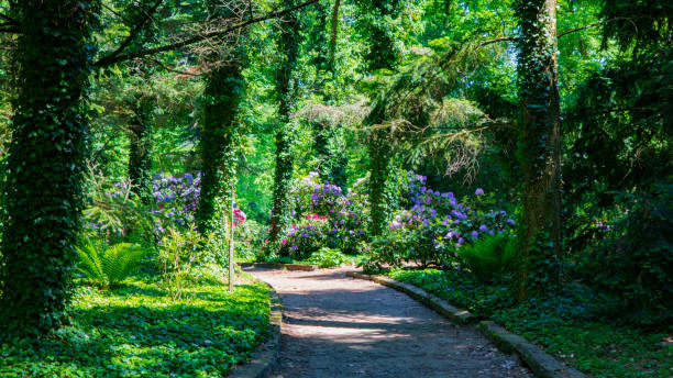 istock Azalea flowers. Rhododendron. A park. 2025156759