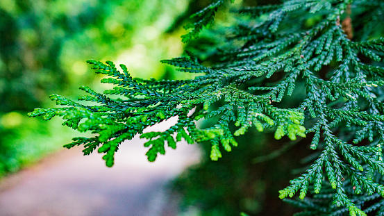 Close-up photo of thuja, also known as arborvitae. Sunny day. Park with greenery. Nature lovers. Spring. summer. Autumn. Great for garden inspiration.