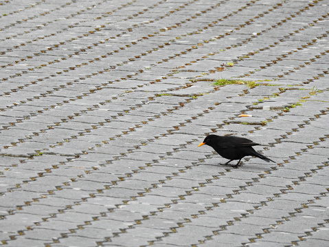 Photo of a small blackbird on the sidewalk.