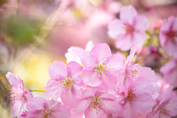 Kawazu Cherry Blossom / Early blooming cherry blossoms