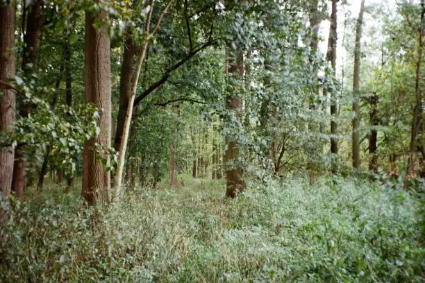 Photo of Pistecky les forest 15. October 2023 on analogue photography - blurriness and noise of scanned 35mm film were intentionally left in image