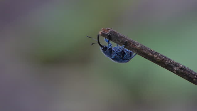 Blue Corn weevil in tropical rainforest.