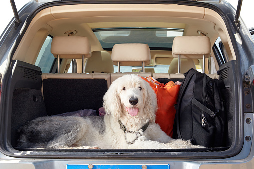 An adult Ancient English Sheepdog lounges in the boot of a car, looking in the direction of the camera.