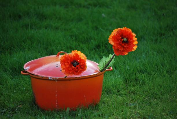 expanse of grass, green lawn with orange pot and an orange flower
