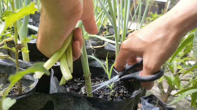 cultivating leeks in the yard - harvesting leeks