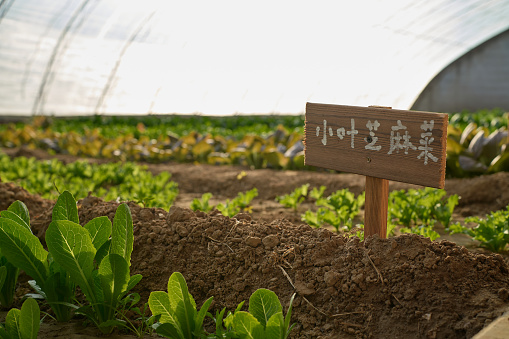 Close-up shot of field signage at an organic vegetable plantation
