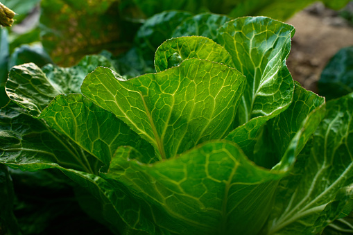 Overhead close-up shot of vegetables from an organic plantation