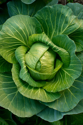 Bok choy - also known as pak choi, pok choi or Chinese cabbage - growing in Brassica patch of garden bed in soil