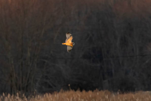 istock Short-eared Owl hunts over the marsh at dusk 2025196882