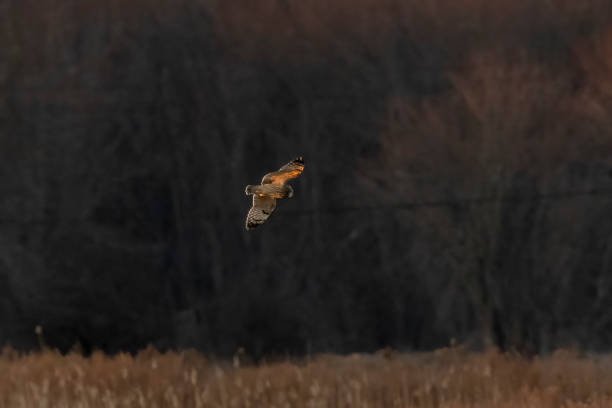 istock Short-eared Owl hunts over the marsh at dusk 2025196993