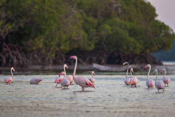 istock Greater Flamingos 2025202810