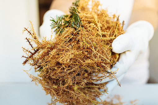 cut dry pine needles mulch in hands gardener. close-up
