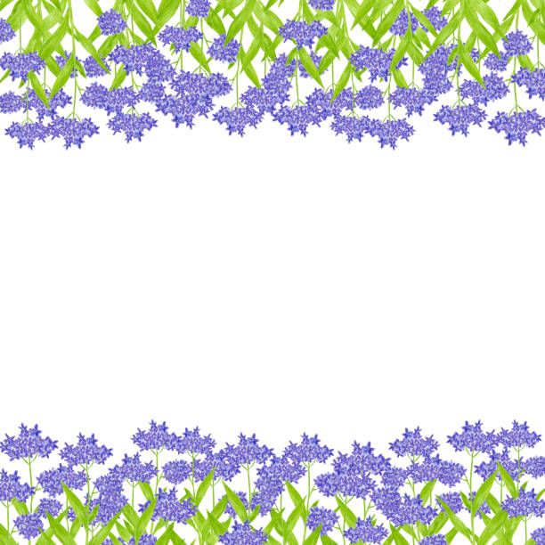 нарисованная вручную акварель полевые цветы гортензия рамка бордюр изолирована на белом фоне. может использоваться для открыток, этикеток - hortense stock illustrations