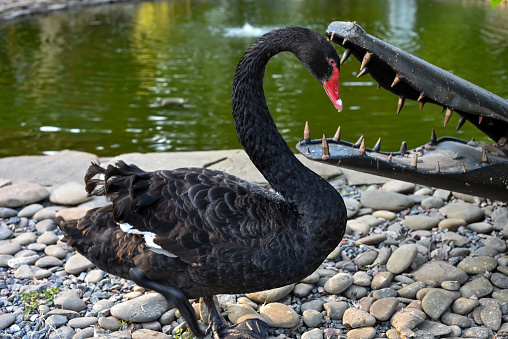 Black swan on a pond in Kharkov park
