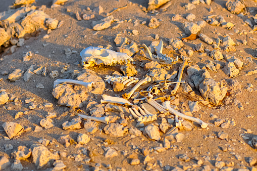 Animal bones in the Egyptian desert
