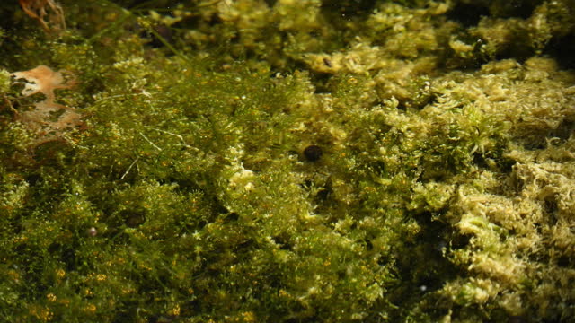 Lichen underwater.