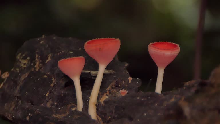 Pink Burn Cup, Fungi Cup, on decayed timber in tropical rainforest.