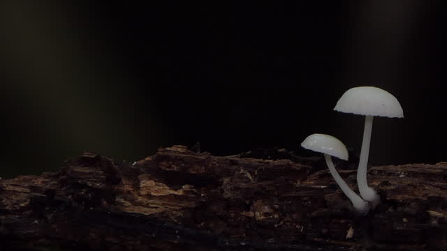 White mushroom on decayed timber in tropical rainforest.