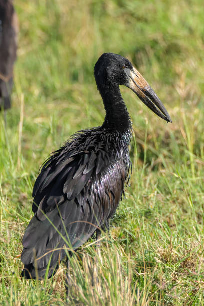 istock a black stork in Maasai Mara NP 2025220510