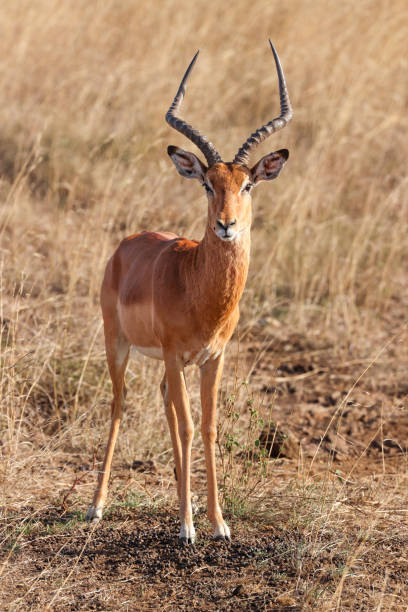 istock a male springbok in Nairobi NP 2025227704