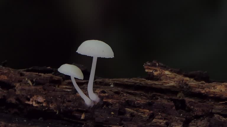 White mushroom on decayed timber in tropical rainforest.