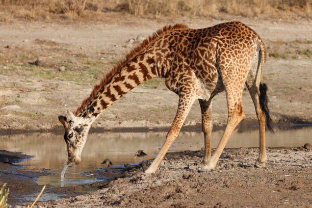 istock a giraffe drinks water in Nairobi NP 2025229325