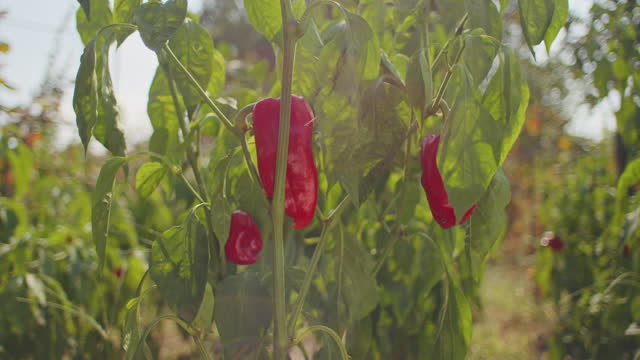 Ripe Red Chili Peppers Growing in Sunlit Garden