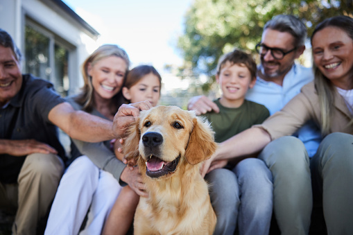 Adorable golden retriever being pet by a loving multi-generation family outside in a back yard in summer