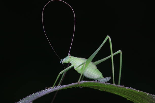 istock Katydid nymphs in the wild, North China 2025247835