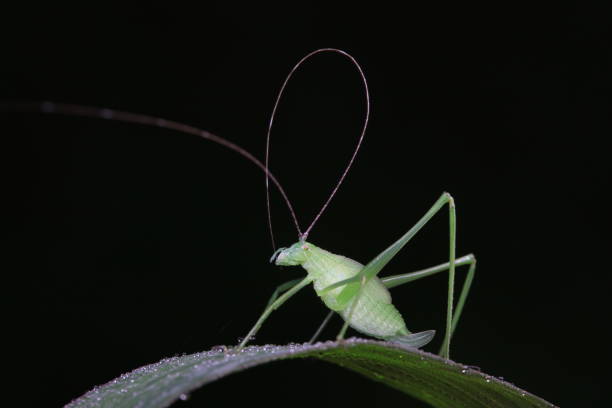 istock Katydid nymphs in the wild, North China 2025251678
