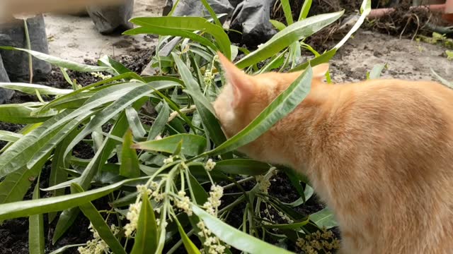 cats love zodia plants
