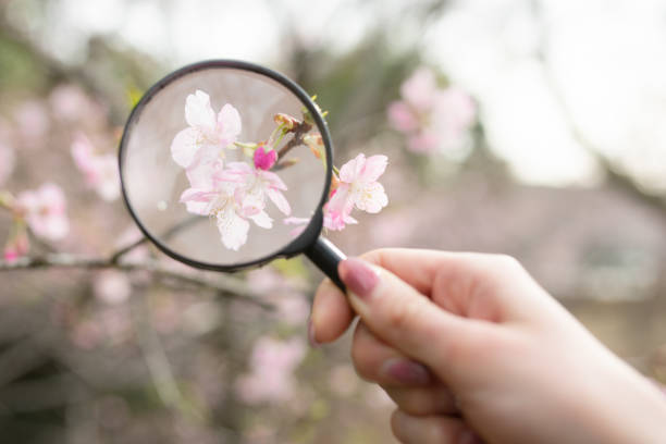 虫眼鏡で桜を見る - low scale magnification glass women holding ストックフォトと画像