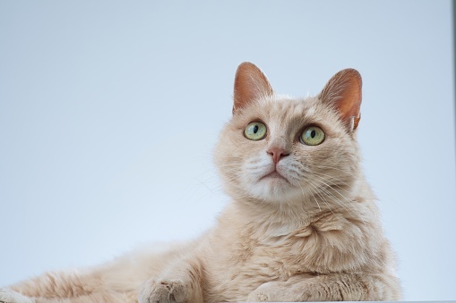 Portrait of a frightened cat. Breed Scottish Fold. Studio photography on a light gray background.
