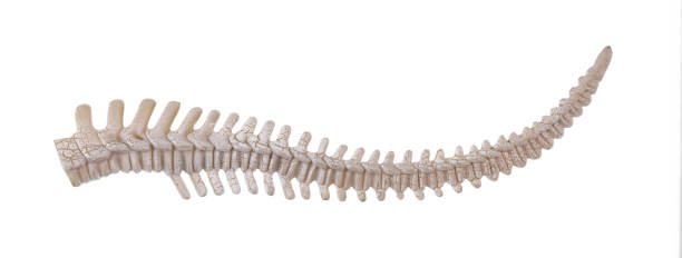 istock animal tail skeleton isolated on white background 2025255000