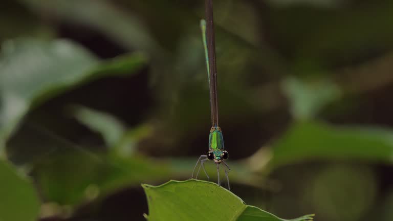 Dragonfly perching on green leaf in wetland.