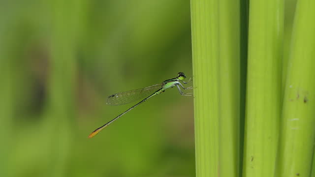 Dragonfly perching on green leaf in wetland.