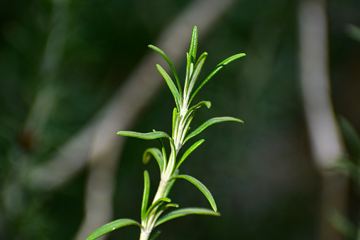 Abstract image or background of rosemary leaf in spring