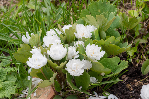 Double-flowered Sanguinaria in full bloom in the spring garden