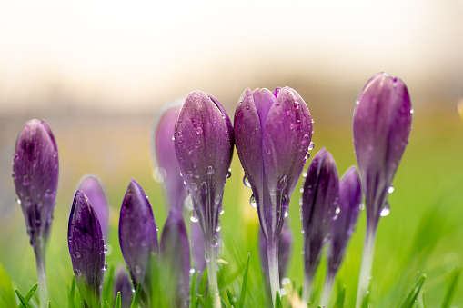 Macro close up, low angle view of Crocus covered in morning dew against the sky with warm sunlight. floral, Spring background, concept.