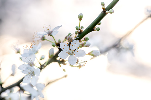 A Spring background, backdrop, with macro close up of Cherry blossom with a warm sunlight bokeh.
