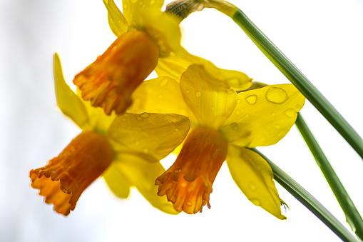 Macro close up of daffodil flower heads with rain drops isolated in white. Floral, Spring background.
