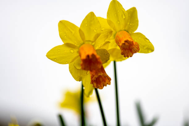 Close up, frontal, low angle view of daffodils against the sky. Spring background, concept.