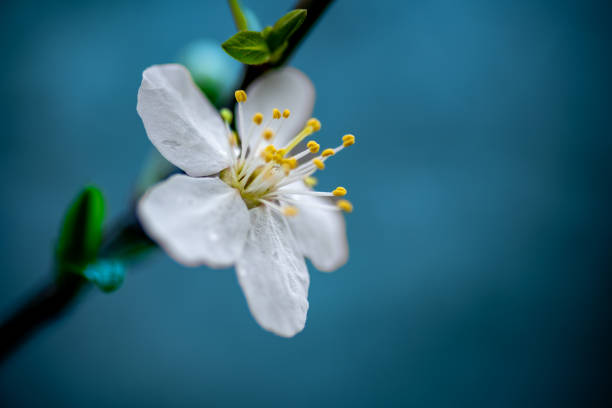 istock Macro of a Cherry blossom. 2025290016