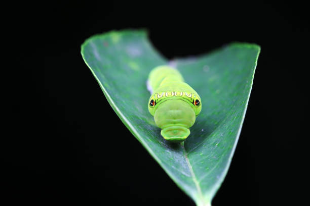Lepidoptera larvae in the wild, North China