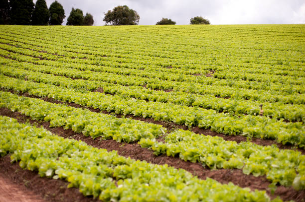 Fresh Salad (Green Field) Good weather.