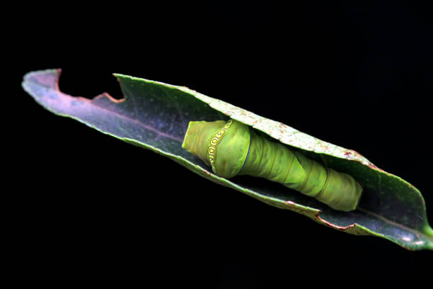Lepidoptera larvae in the wild, North China