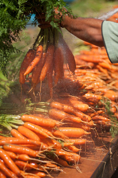 istock Farmer's hands washing harvest fresh carrot 2025307487